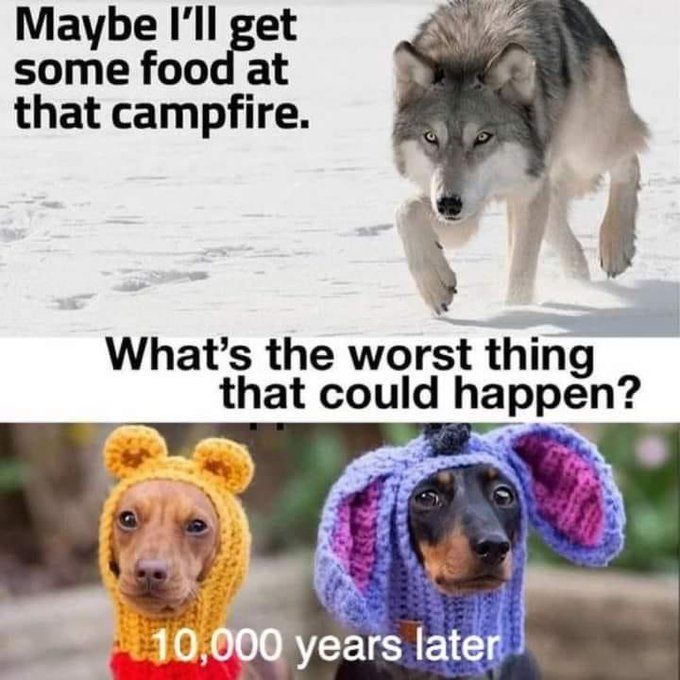 WholesomeMemes (@wholesomememe) on Twitter photo 