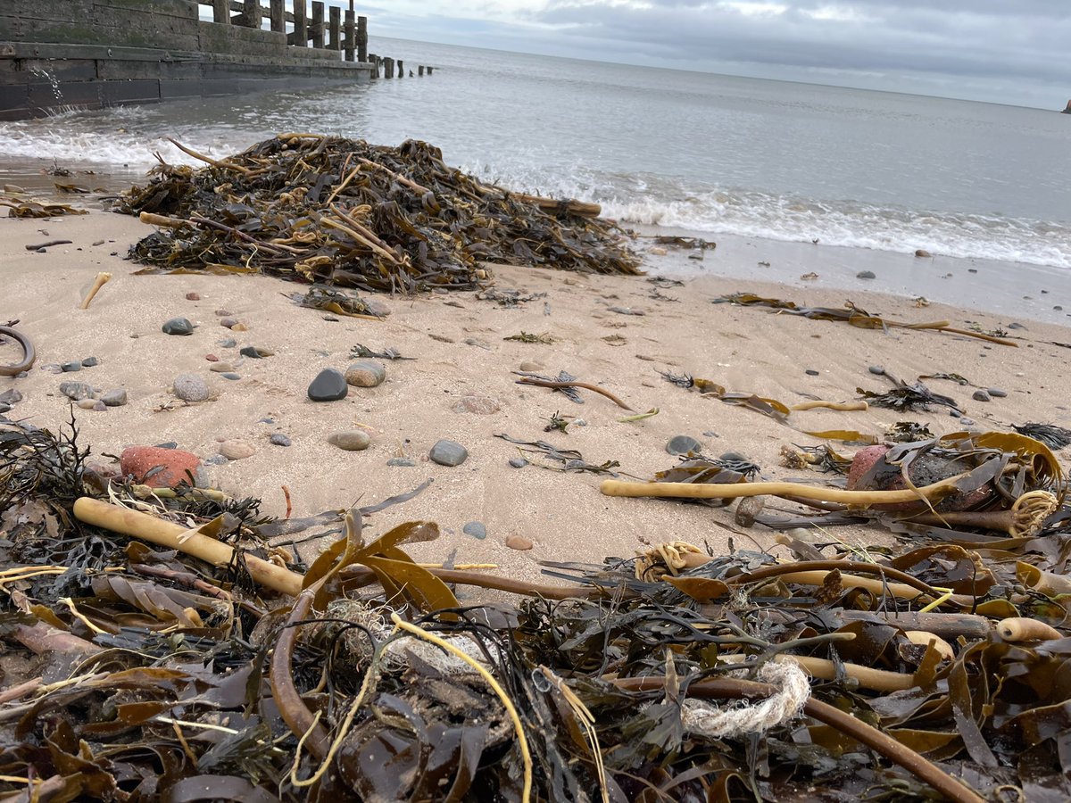 Paws On Plastic #pawsonplastic tweet media