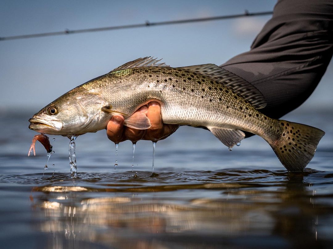 WAYPOINT tweet media