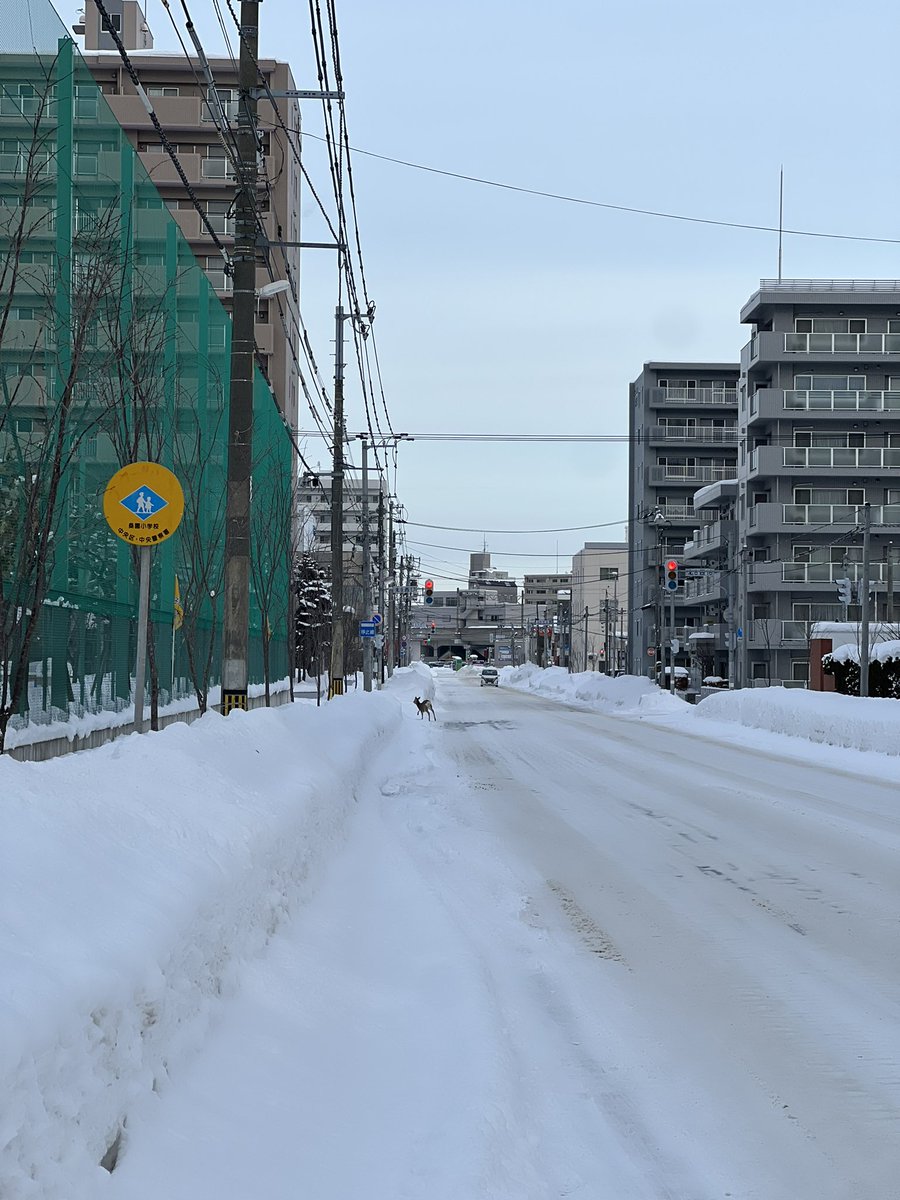 enoking1017's tweet photo. 桑園の自宅近くで鹿見たの初めて。 https://t.co/rQbKuxzsOU