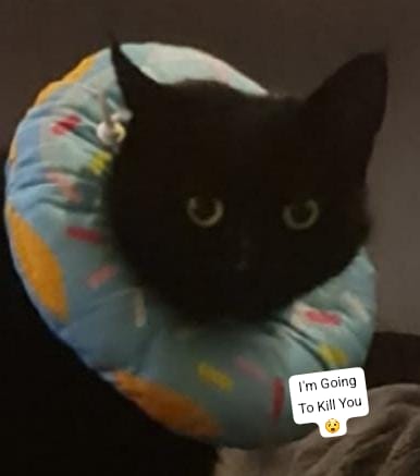 Mary is unwell. She has to wear the 'Doughnut of Despair' to stop her scratching. Sent photos to my to my son, who responded with these edits... (1st one is original) #CatsOfTwitter #Caturday