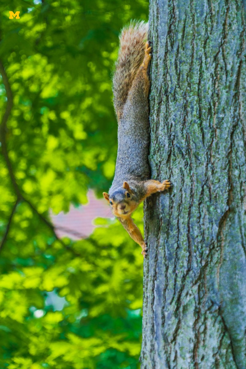 University of Michigan tweet media