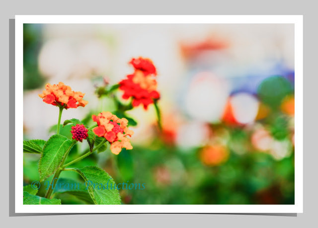 Bandolista™ Red Chili Lantana  #professionalphotographer #plantsofinstagram #plantsmakepeoplehappy  #photoshopediting #photography #photoshopmagic #photographer #photographers #photographybusiness #adobe #editing #editingskills #editorialphotography #bokeh #artcollection  #art