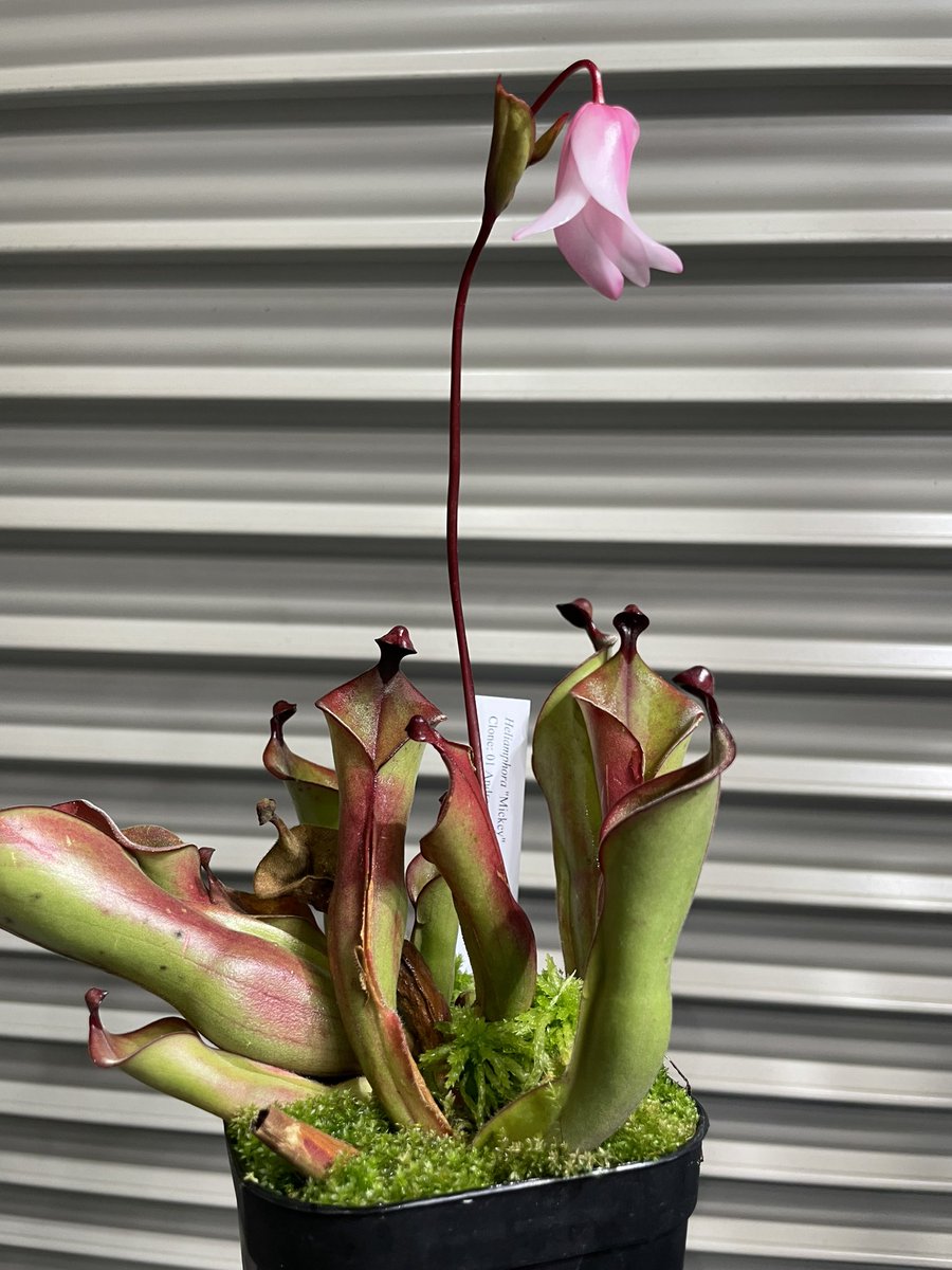 Heliamphora 
