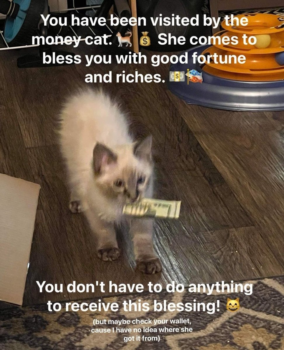 mischiefanimals's tweet photo. goodnight gang https://t.co/wHTrDzHyB4