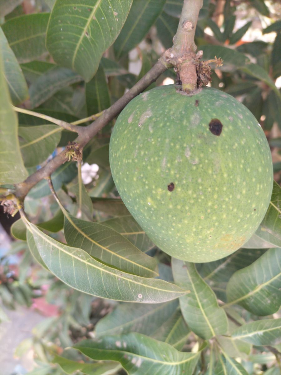 Karim Kaniz 🇮🇳 (@karimkaniz) on Twitter photo There has been a sessional mango tree in our courtyard for 8 years. Suddenly, we see one green mango on the branch. How it is possible in winter and off-season to become a mango on a sessional mango tree?Please explain! <a href="/ICAR_NIPB/">ICAR-National Institute for Plant Biotechnology</a> <a href="/IndianBotanists/">Indian Botanists</a> <a href="/PlantCellRep/">Plant Cell Reports</a> <a href="/ICGEBNewDelhi/">ICGEB, New Delhi</a> There has been a sessional mango tree in our courtyard for 8 years. Suddenly, we see one green mango on the branch. How it is possible in winter and off-season to become a mango on a sessional mango tree?Please explain! <a href="/ICAR_NIPB/">ICAR-National Institute for Plant Biotechnology</a> <a href="/IndianBotanists/">Indian Botanists</a> <a href="/PlantCellRep/">Plant Cell Reports</a> <a href="/ICGEBNewDelhi/">ICGEB, New Delhi</a>