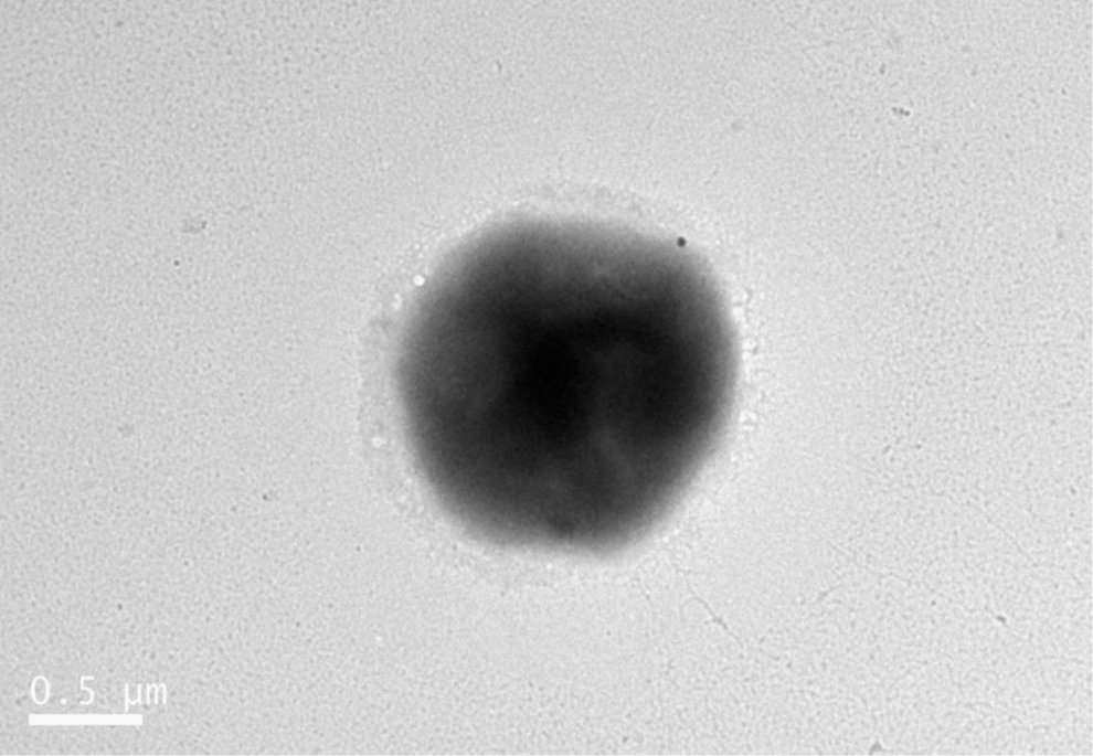 HON ADERO REAGAN (@aderoreagan1) on Twitter photo Thermococcus thermotolerans sp. nov., a hyperthermophilic archaeon isolated from a chimney in the Southwest Indian Ocean. Read the article published in #IJSEM to learn more: doi.org/10.1099/ijsem <a href="/MicrobioSoc/">Microbiology Society</a> Thermococcus thermotolerans sp. nov., a hyperthermophilic archaeon isolated from a chimney in the Southwest Indian Ocean. Read the article published in #IJSEM to learn more: doi.org/10.1099/ijsem <a href="/MicrobioSoc/">Microbiology Society</a>