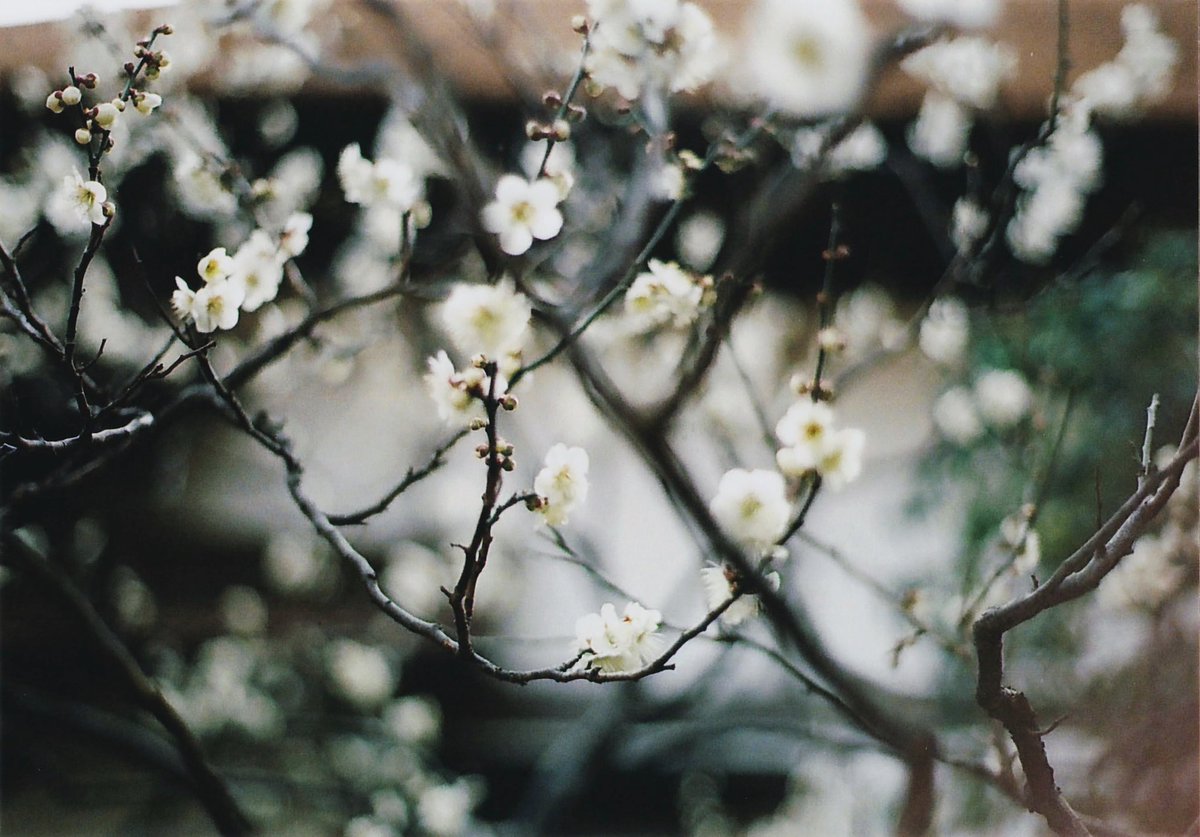 🎞️: lomo100

#filmphotography