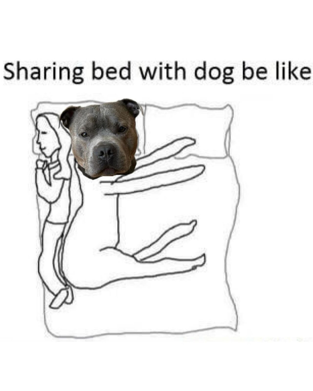Sharing a bed with a dog cheap