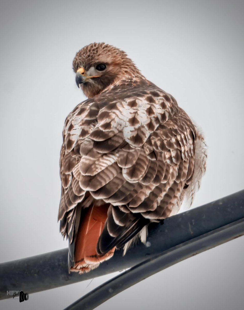 Red-tailed hawk. (Photo courtesy of Joe Viola) #birds #hawk #raptor #willcounty
