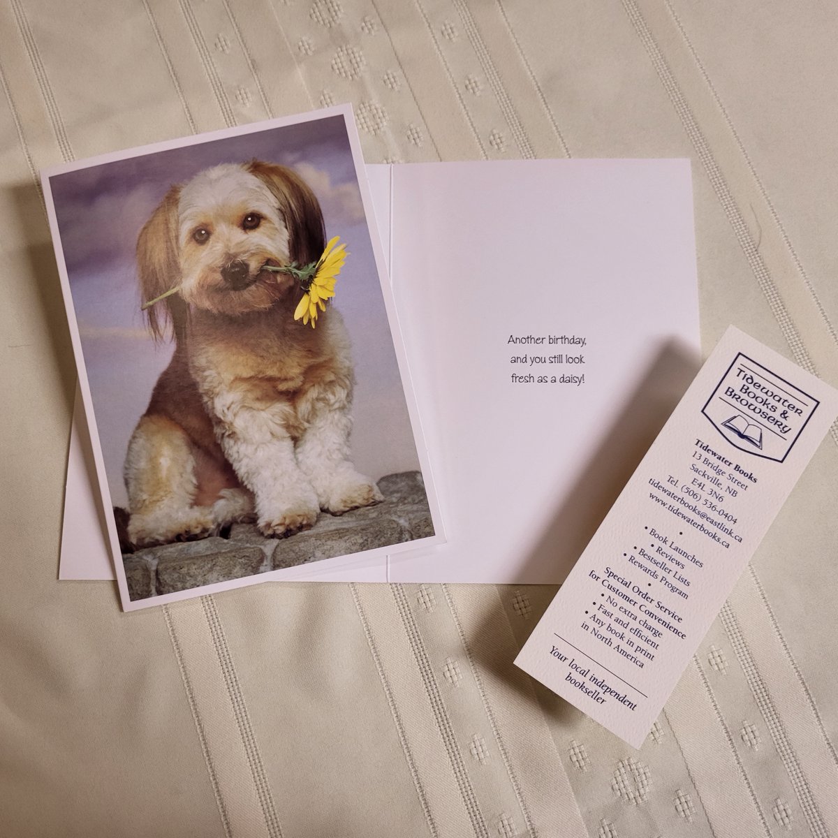 Tidewater_Books's tweet photo. Another birthday and you still look fresh as a daisy!
#DaisyDay #Birthday #Card 💕🇨🇦📚🌼🎂🐶
https://t.co/WtFcBxaVCB
#ShopSmall #ShopLocal #ShopNB #ShopIndie #BookLovers #IndieBookstores #SackvilleNB #GiveABook #IReadLocal #Fallinlovewithlocal #SmallBusinessEveryDay https://t.co/B8xlAtMtOv