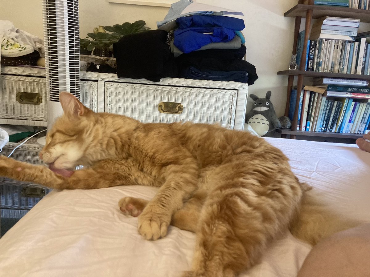 Summer has finally arrived after a looooong gray windy spring! Hitting 30c here, so Mum and are taking a mid-afternoon break in front of the tower fan 
#SwelteringSunday