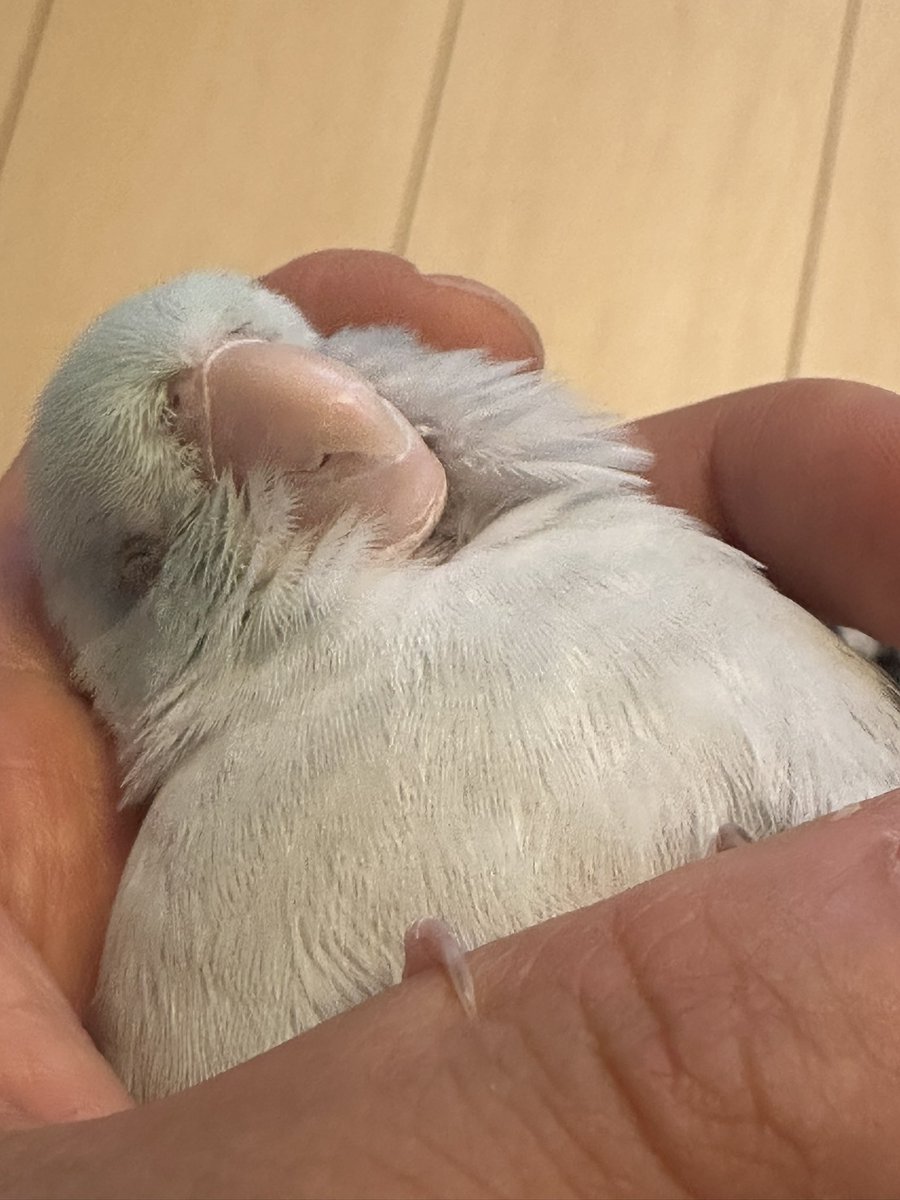 mamecoco22927's tweet photo. ぐぅ💤

#マメルリハ
#太平洋鸚鵡
#passificparrotlet https://t.co/OCekmNKKVV