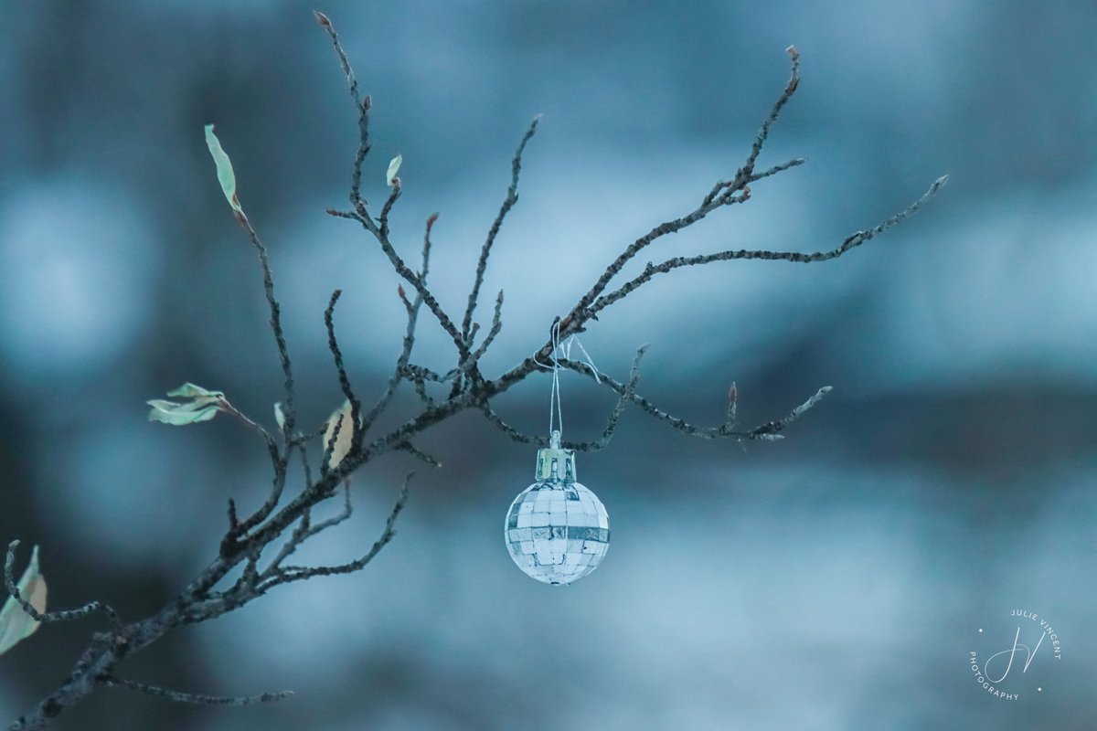 JCVPhotography's tweet image. Went looking for birds. Did not find. 
#cochrane #offleash