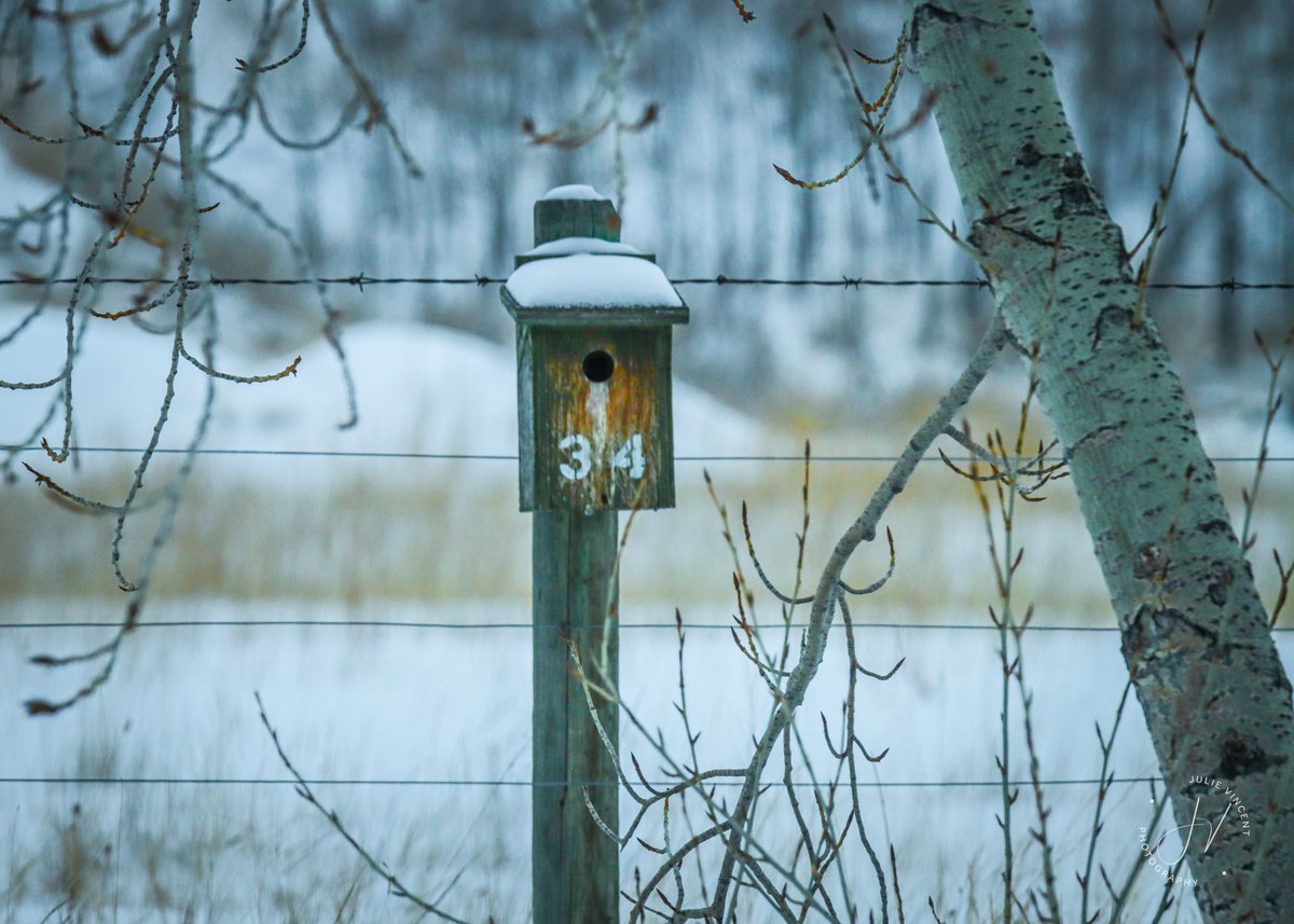 JCVPhotography's tweet image. Went looking for birds. Did not find. 
#cochrane #offleash