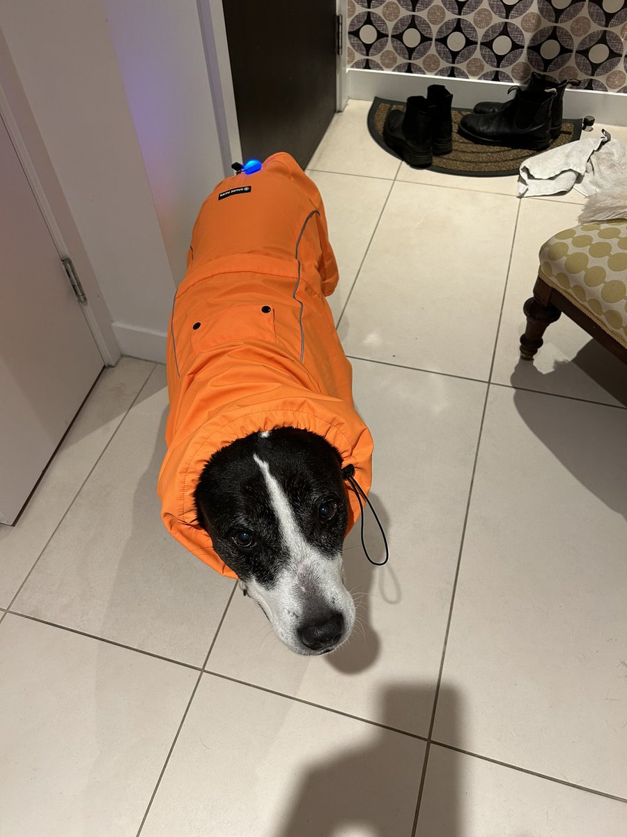 teachepi's tweet photo. @Feisty_Waters This is a pig in a blanket. https://t.co/UiyBPMprsm