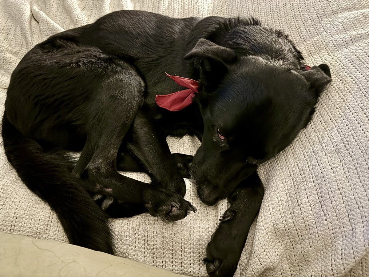 sassylady1103's tweet photo. Lazy Saturday #SweetLu https://t.co/ywJwZGbVBr