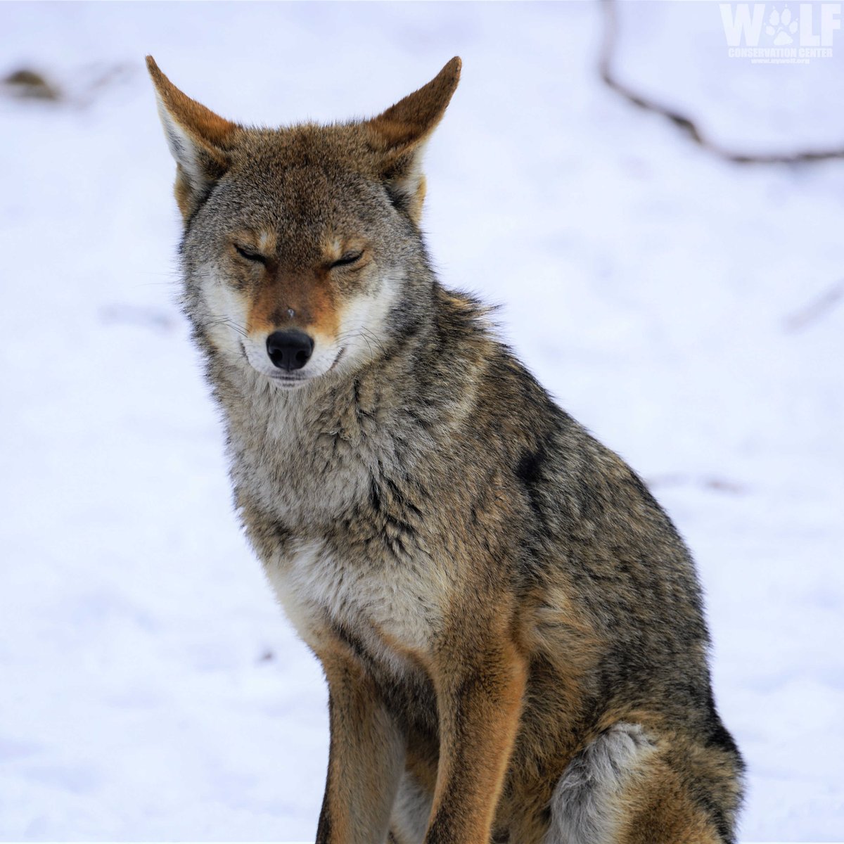Wolf Conservation Center 🐺 tweet media