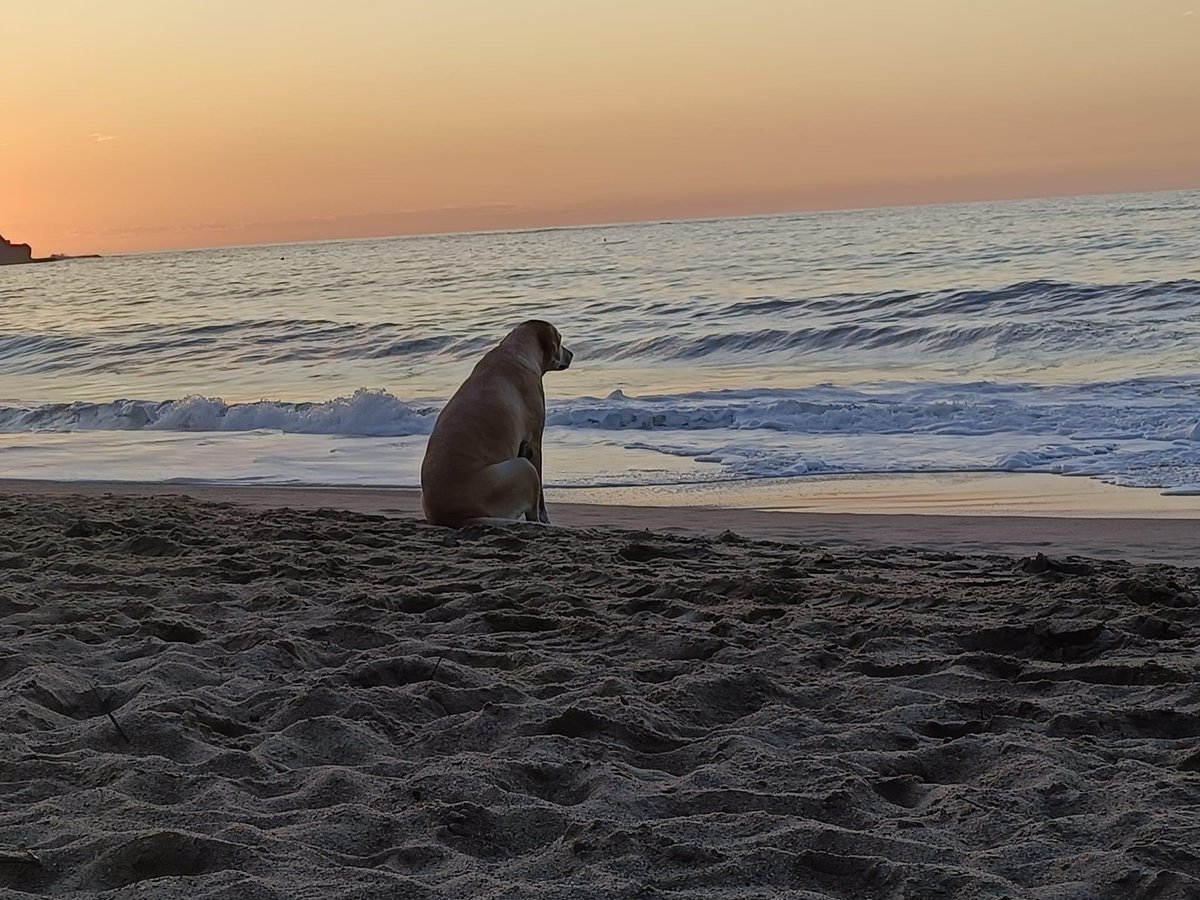 DiloConPerritos's tweet photo. A veces sólo necesitas ir a sentarte a la orilla de la playa a pensar cosas. https://t.co/8LSAsw37Zw