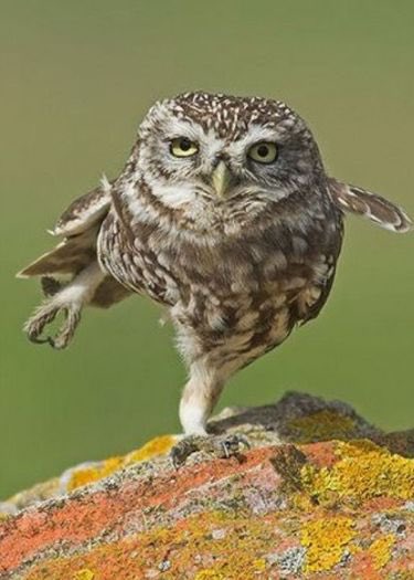 Agatha Chocolats tweet media