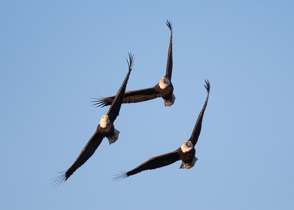 (Photo courtesy of Jay Galligan) #BaldEagles #Birds #WillCounty