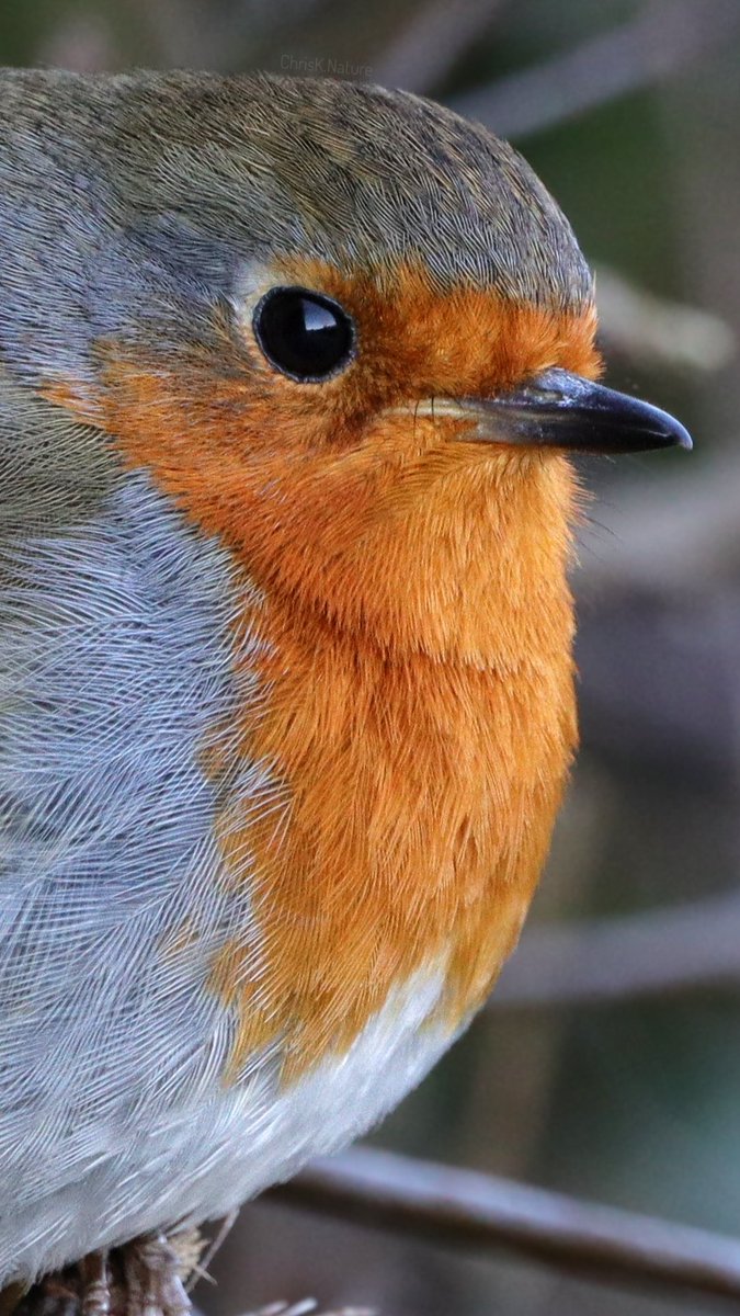 Robin

*Click for full height

#robin #birds #nature #wildlife #Winterwatch2024