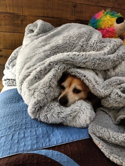 🙏Prayers are very much needed 🙏  🐶🐶🐶Socks🐶🐶🐶#babygirl #bestfriend  #myworld I think Socks is trying to<a href="/tag/babygirl"class="tags">#babygirl</a><a href="/tag/bestfriend"class="tags"><span>#bestfriend</span></a><a href="/tag/myworld"class="tags"><span>#myworld</span></a>