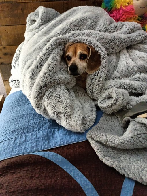 🙏Prayers are very much needed 🙏  🐶🐶🐶Socks🐶🐶🐶#babygirl #bestfriend  #myworld I think Socks is trying to<a href="/tag/babygirl"class="tags">#babygirl</a><a href="/tag/bestfriend"class="tags"><span>#bestfriend</span></a><a href="/tag/myworld"class="tags"><span>#myworld</span></a>