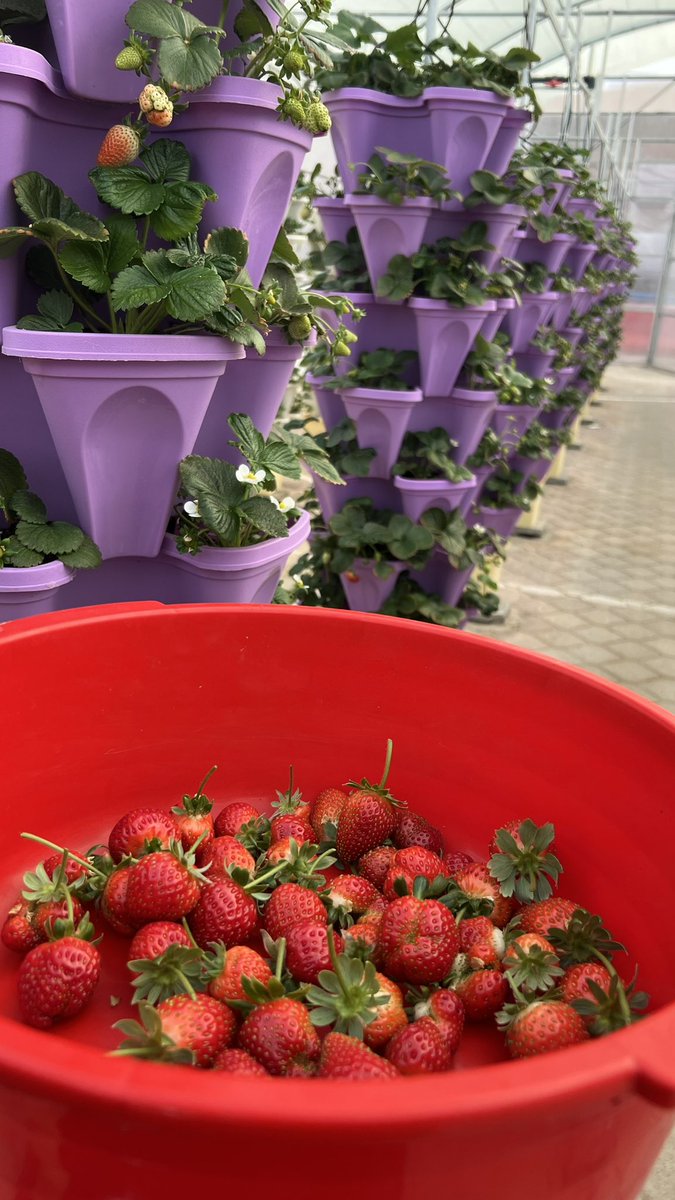 Look at these juicy strawberries we just picked from Kulna greenhouse! 🍓🌱 Nature's candy at its finest! 
<a href="/DrAlmatani/">Hon. Dr Amor Almatani</a> a huge thank you for all your support and encouragement with our greenhouse project.
<a href="/HayAlSharooq/">HayAlSharooq</a>