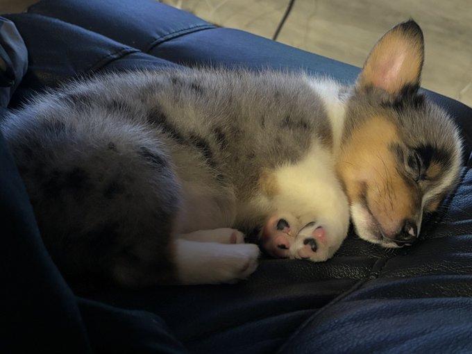 little baby https://t.co/A0uvqni5RB<a href="/tag/berserk"class="tags"><span>#berserk</span></a>