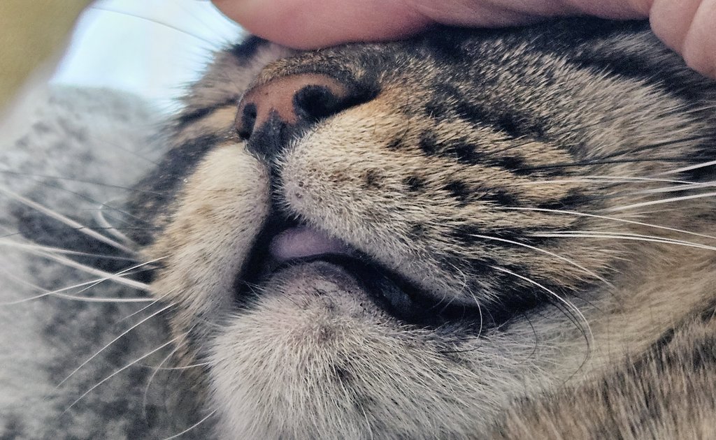 kidbrujo's tweet photo. @weirdlilguys Sleep blep https://t.co/w6hsVU7oBe