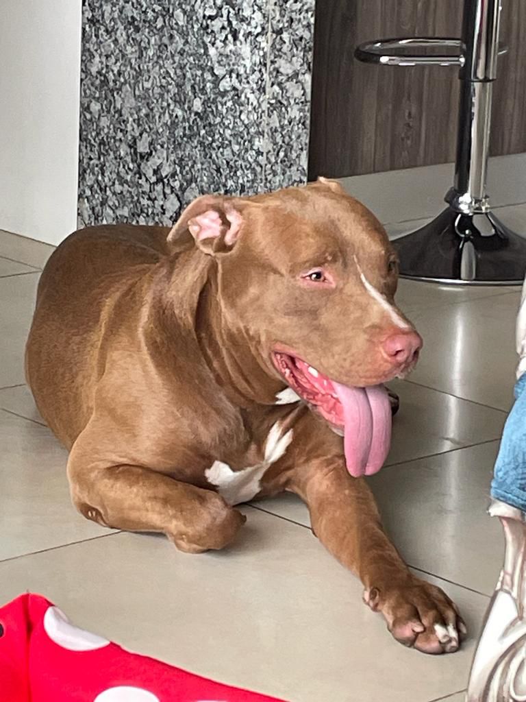 EmergenciasEc's tweet photo. #PerritoEncontrado
Encontrado en vía a la costa, a la altura del colegio Logos Academy por favor ayúden a compartir para que regrese a su casq. No tiene collar, se nota que es un perro de casa. Está asustado. https://t.co/5AWTt3iYPc