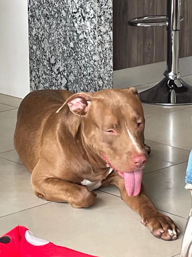 EmergenciasEc's tweet photo. #PerritoEncontrado
Encontrado en vía a la costa, a la altura del colegio Logos Academy por favor ayúden a compartir para que regrese a su casq. No tiene collar, se nota que es un perro de casa. Está asustado. https://t.co/5AWTt3iYPc