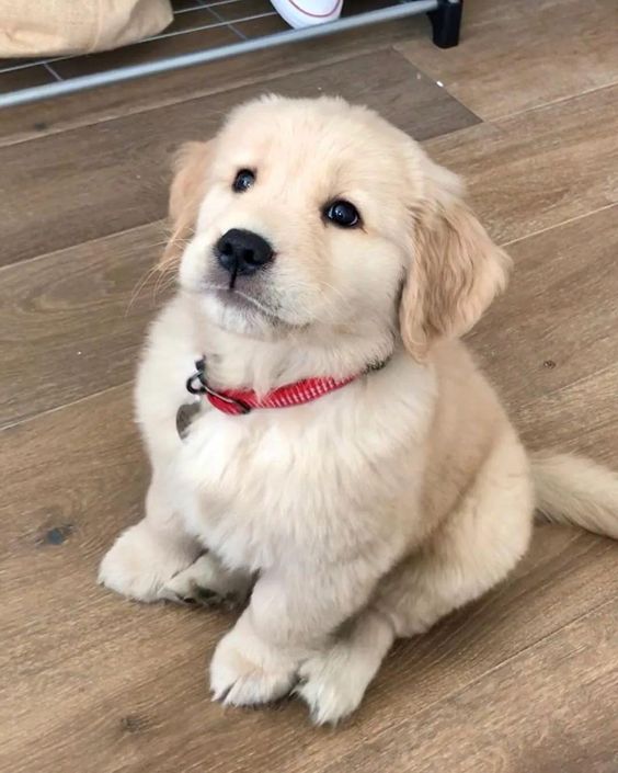 dogs so cute that could save the world (@dogssaveworld) on Twitter photo 