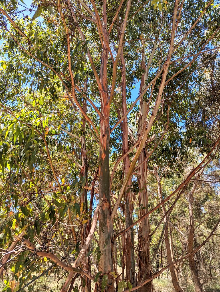 I got the seed to grow these trees from the side of the road in Wudinna. No idea what eucalypt it is. Doesn't matter. It grows and looks fantastic.