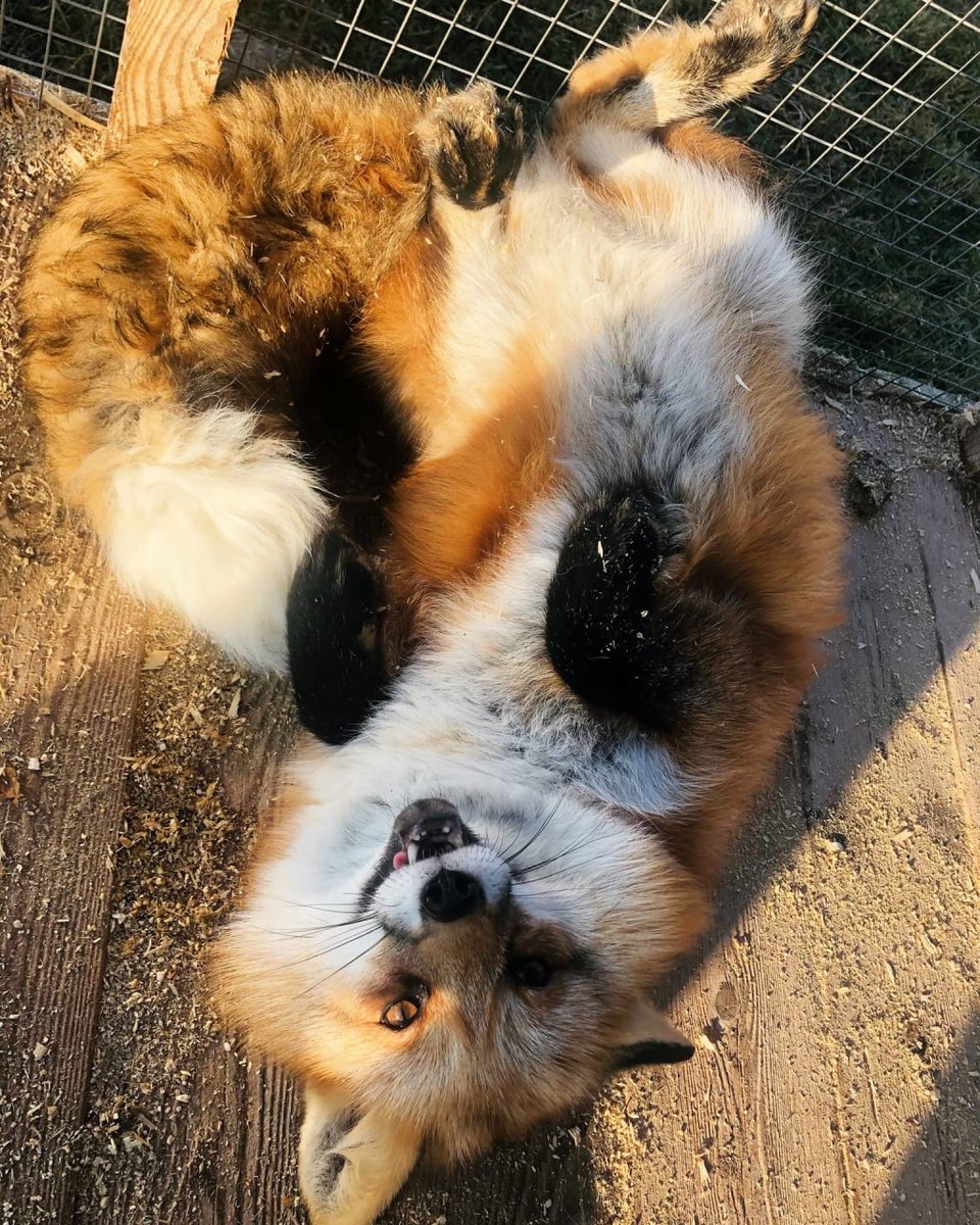 FopsHourly's tweet image. [🔗](api.tinyfox.dev/hourly/HourlyF…)