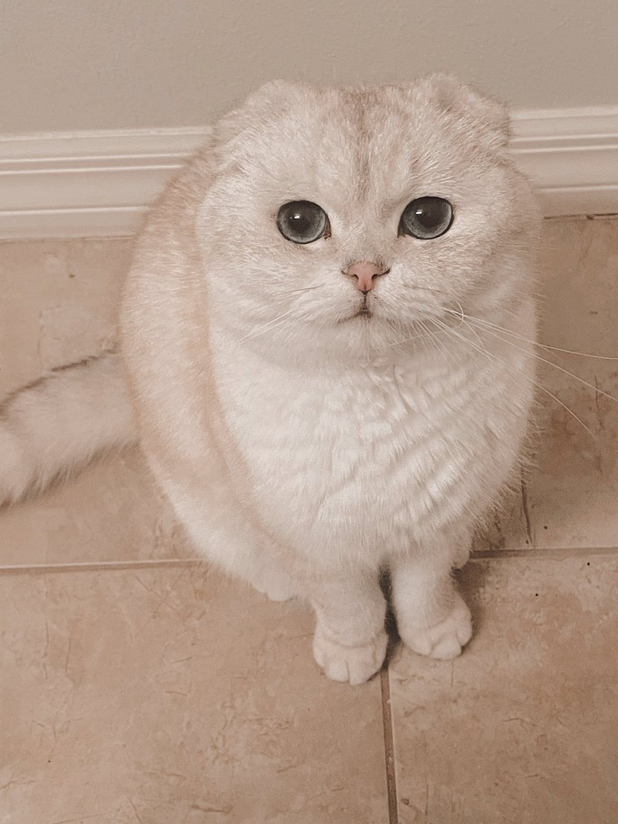 The sweetest little guy. My Atreus