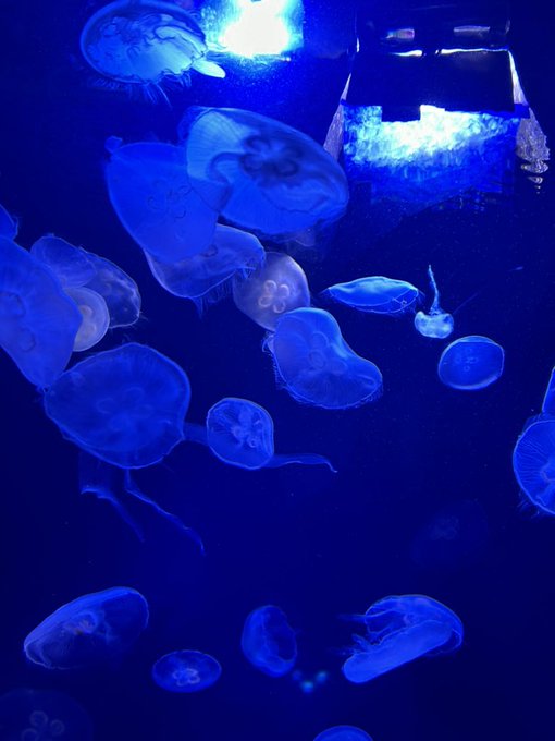 Twitterのコスプレ画像14