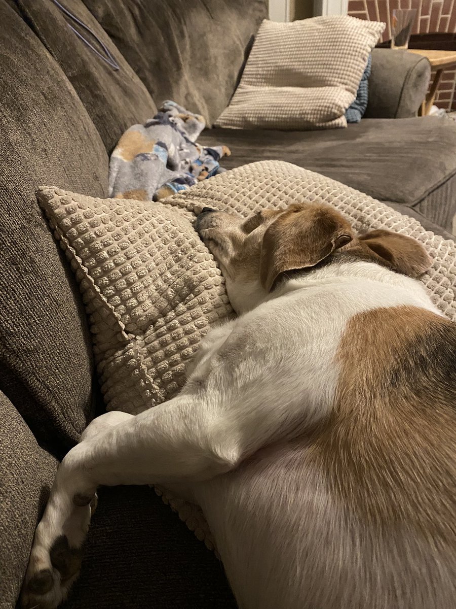 Nova has the right idea on a cold Saturday night!! #abeagleslife #beagle