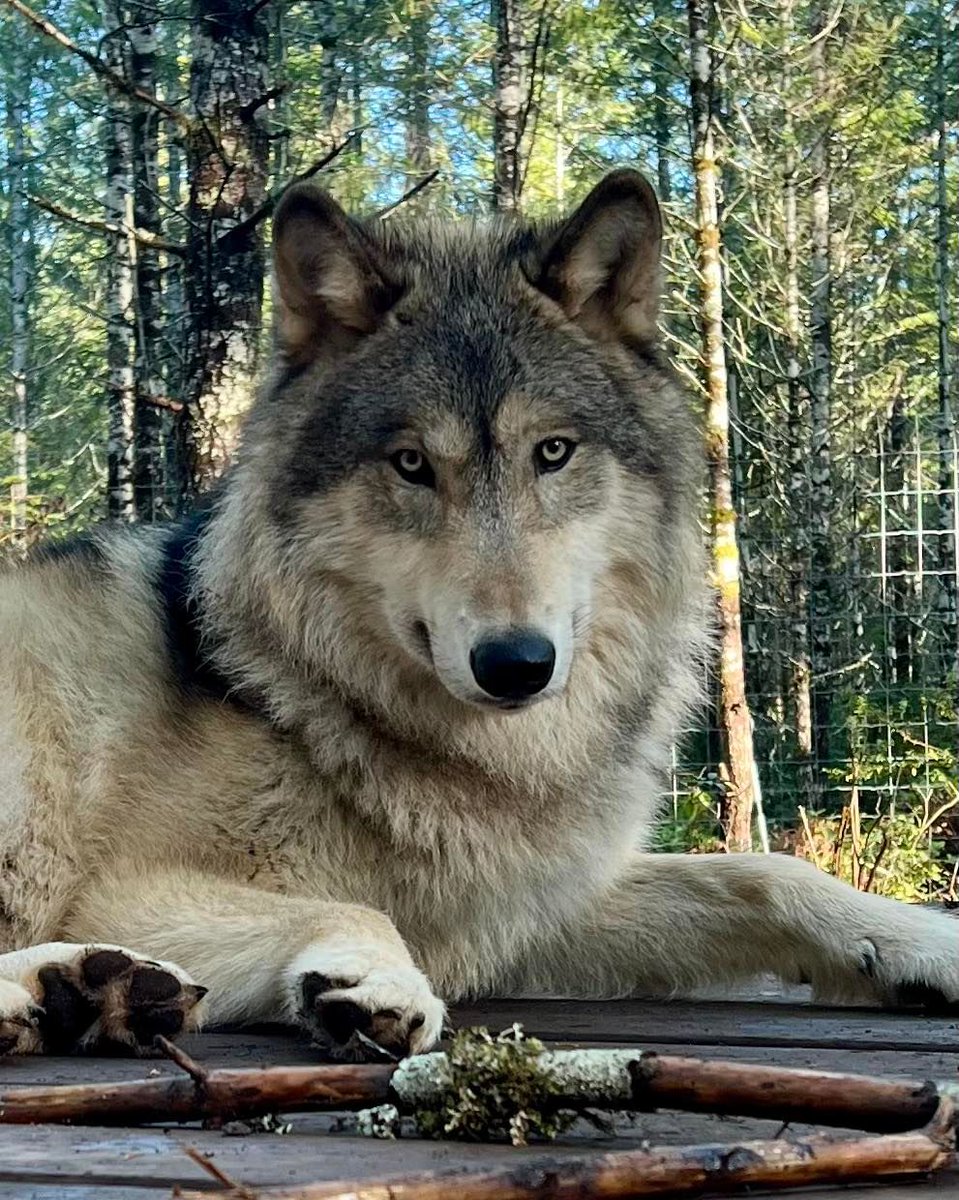 Save Our Wolves tweet media