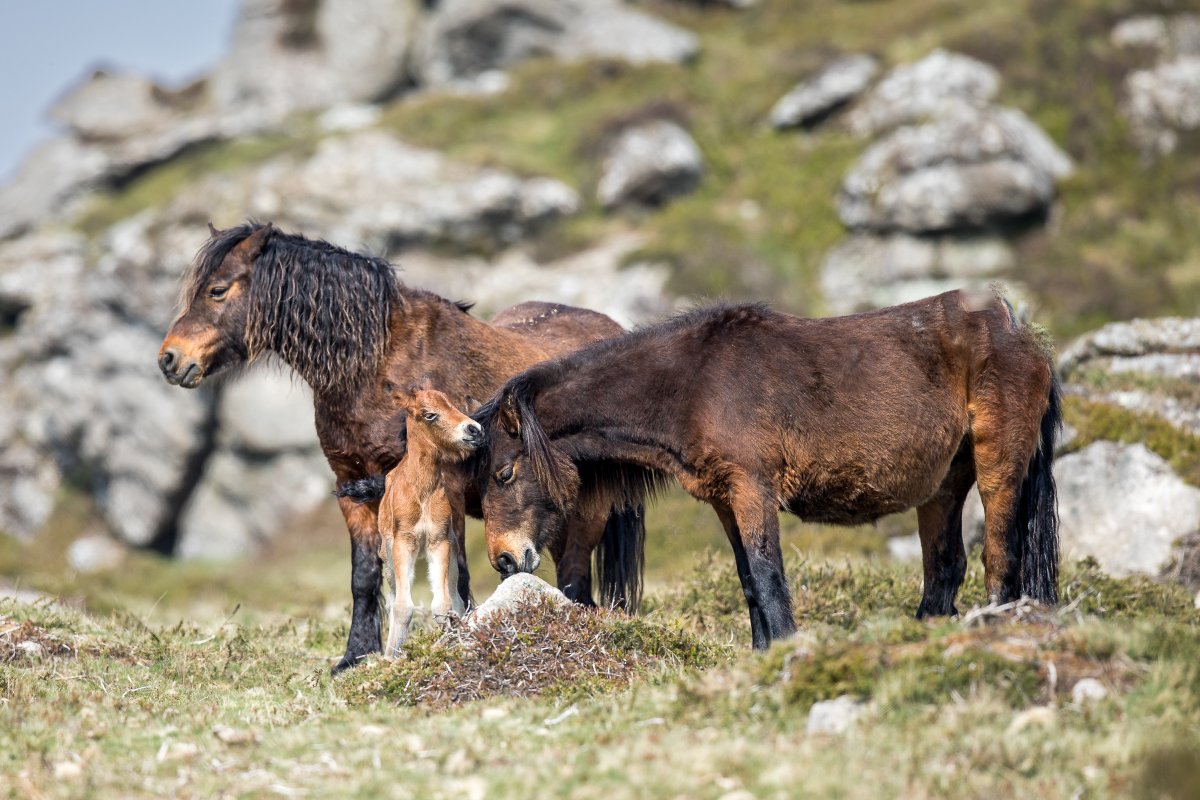 Editing images for a book this morning and this is one of my favorite family images where the herd were tucked quietly out of the way high up on the moor. 📷📷📷
#snelgrovephotography #dartmoor #gonative #imagesofhorses #dartmoorpony #foal