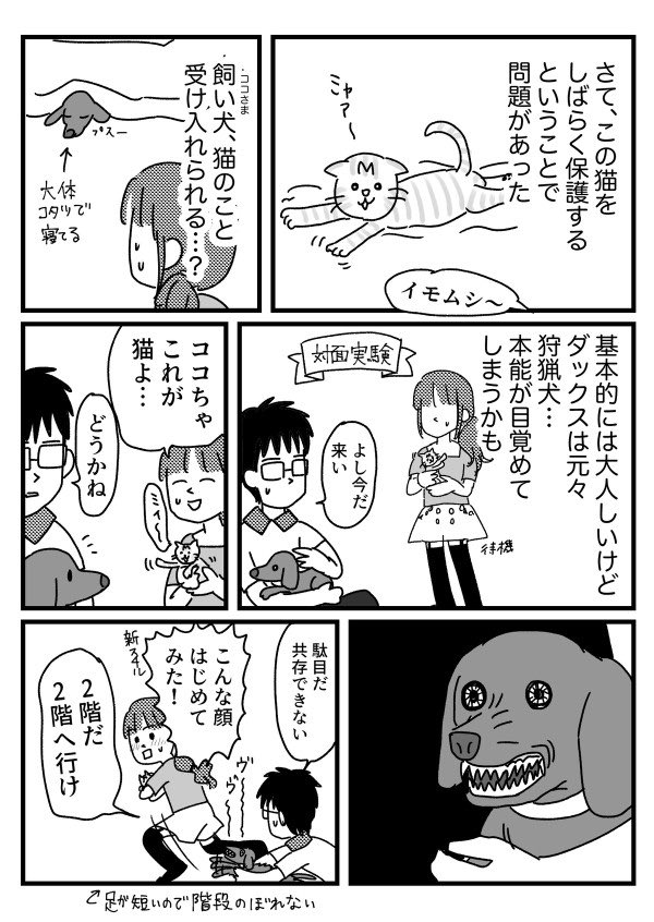 猫と向き合った時の話③
【再掲】 