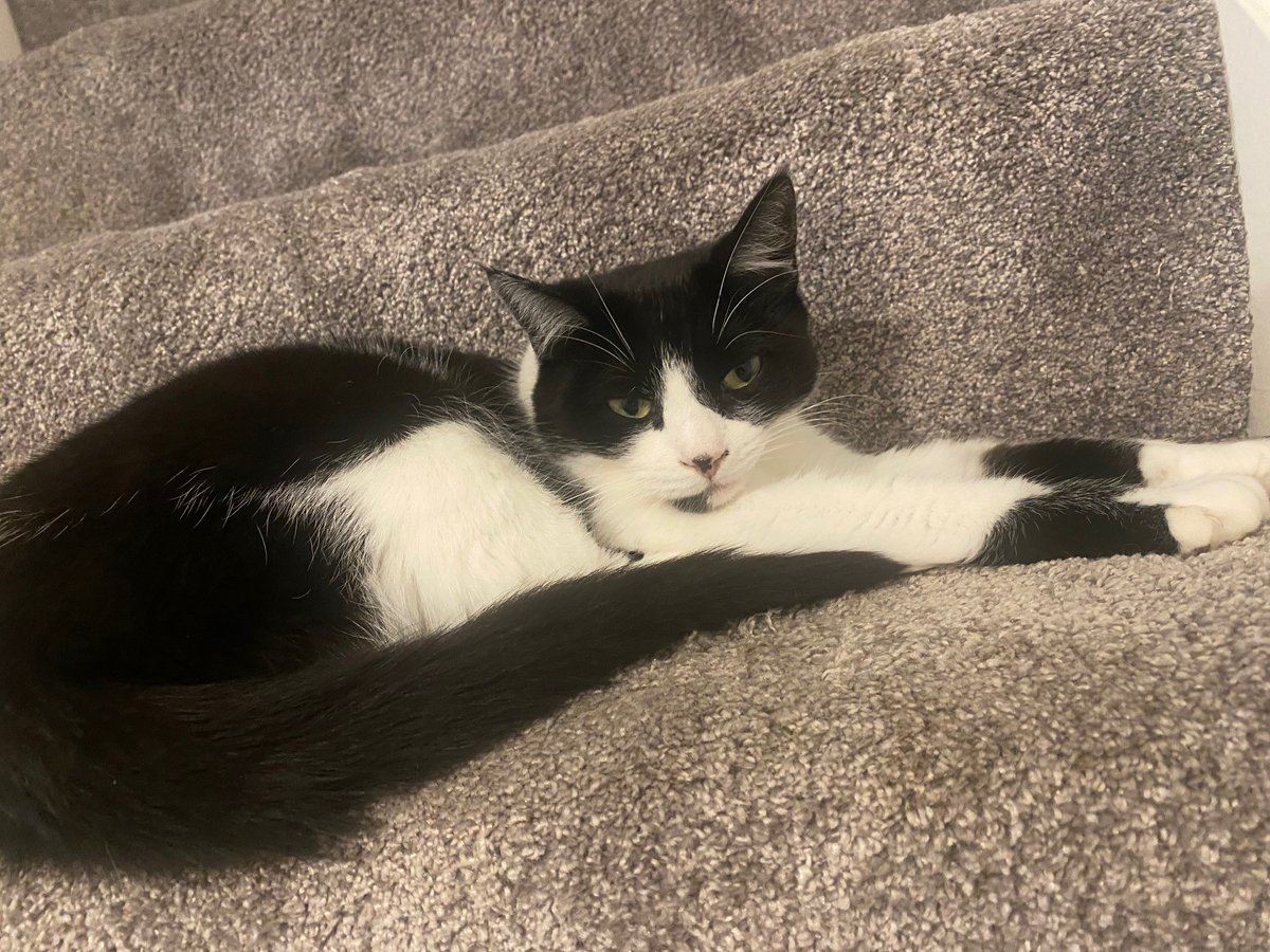 Raven is still available to adopt!
Could you offer Raven a loving home? 🏡 🐈‍⬛ 
Find out more here👉🏻 rats-animalrescue.co.uk/raven