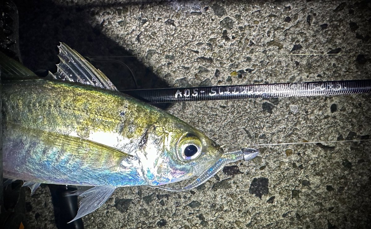 【美品】鯵道5G AD5-S622UL/AJI AD5-S622UL/AJI 鯵道5G アジング | ロッド,5Gシリーズ,鯵道5G