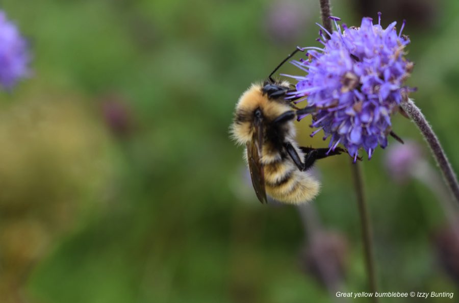 LGSpace's tweet photo. Insects are dying out up to 8 times faster than larger animals, and 41% of insect species face extinction. You can help in your garden &amp; community by not being too tidy, planting nectar-rich flowers &amp; trees, and not using weedkillers and pesticides. More: https://t.co/cvqta580OH https://t.co/hsdbR09W8H