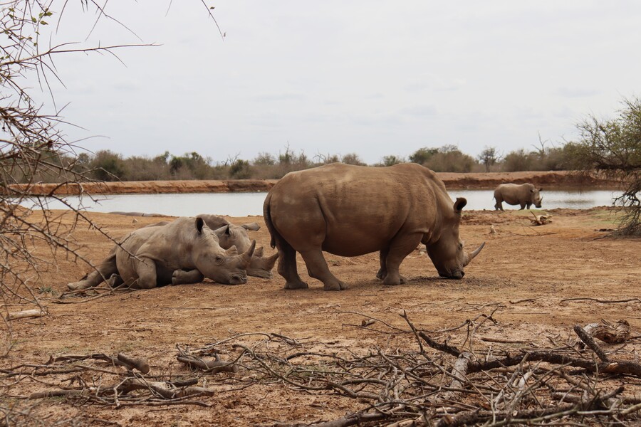 la cosmopolilla tweet media