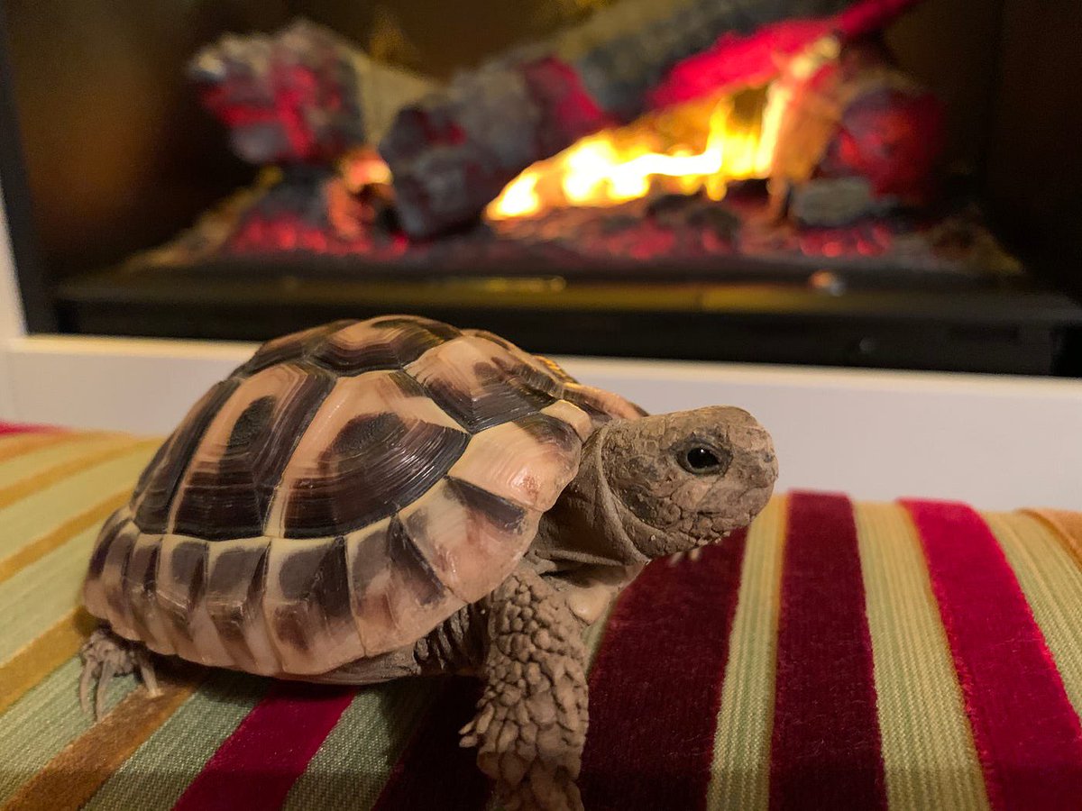 Tortoiseoftheda's tweet image. January 21st 2024
Staying warm by the fire
