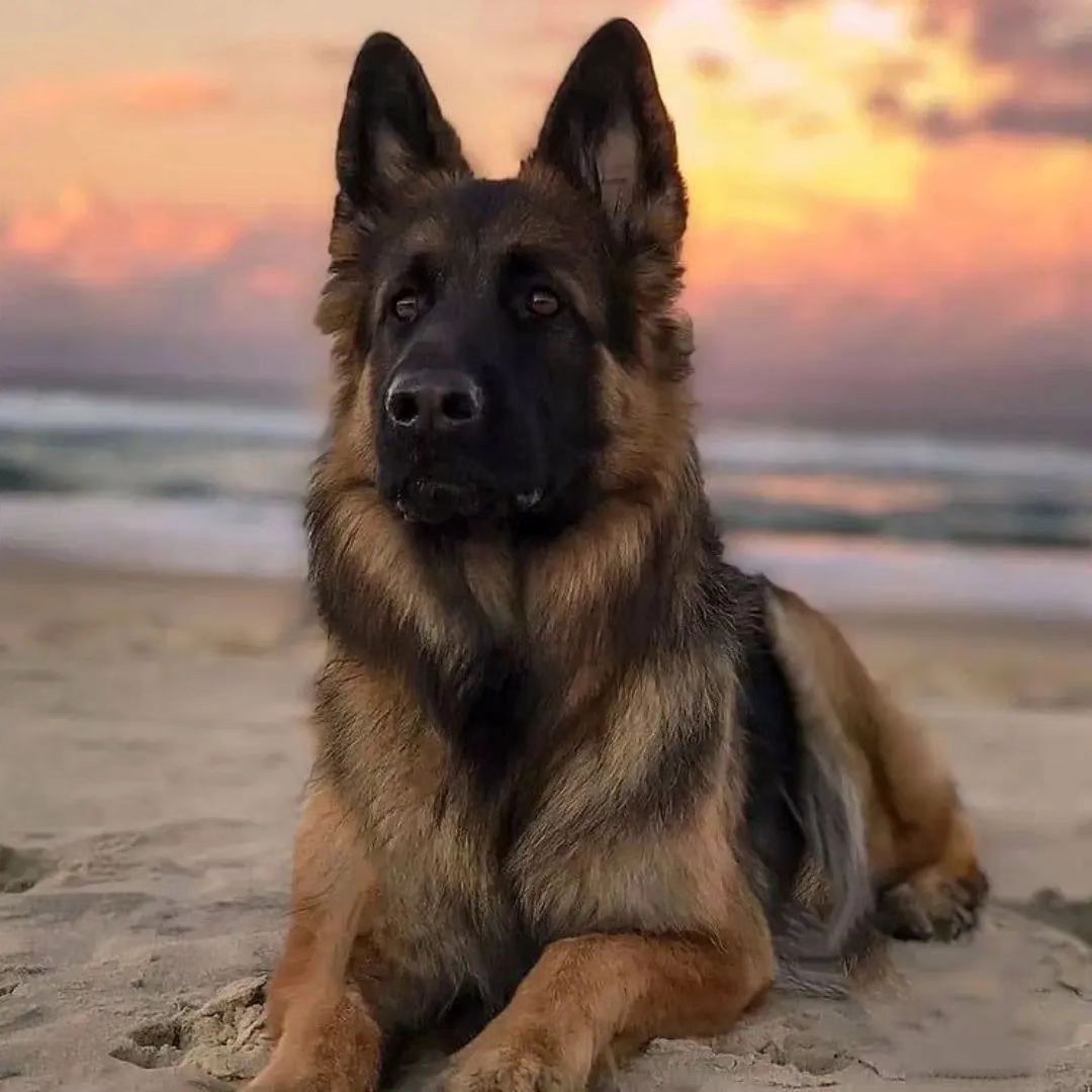 #germanshepherdofinstagram #germanshepherdofig #germanshepherddogs #germanshepherdlife #thegermanshepherdworld #germanshepherdsofinstagram #germanshepherds #germanshepherdlonghair #germqanshepherddaily #germanshepherdfanpage #germanshepherdlove #germanshepherdsofInstagram