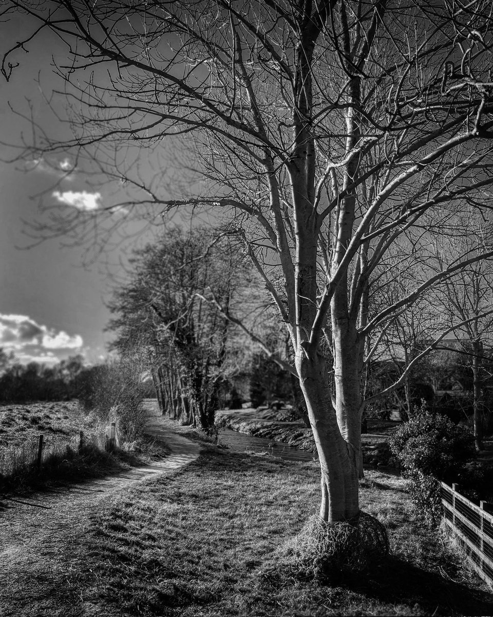 jonnorthf64's tweet photo. #bridport #trees #blackandwhitephotography https://t.co/J0E5g1Imt6