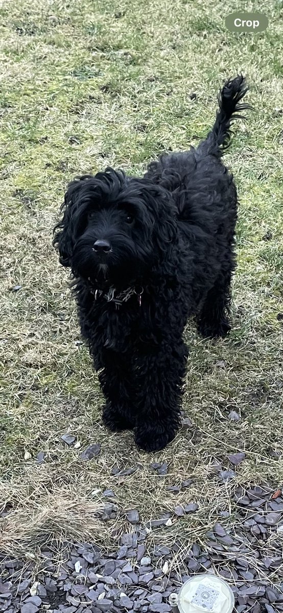 helenmpayne's tweet photo. Little diva getting big now 🩷🐾 https://t.co/58UXucHcNU